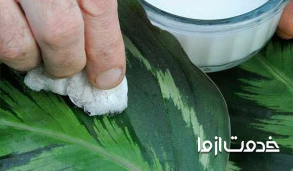 روش های درخشان کردن برگ ها 